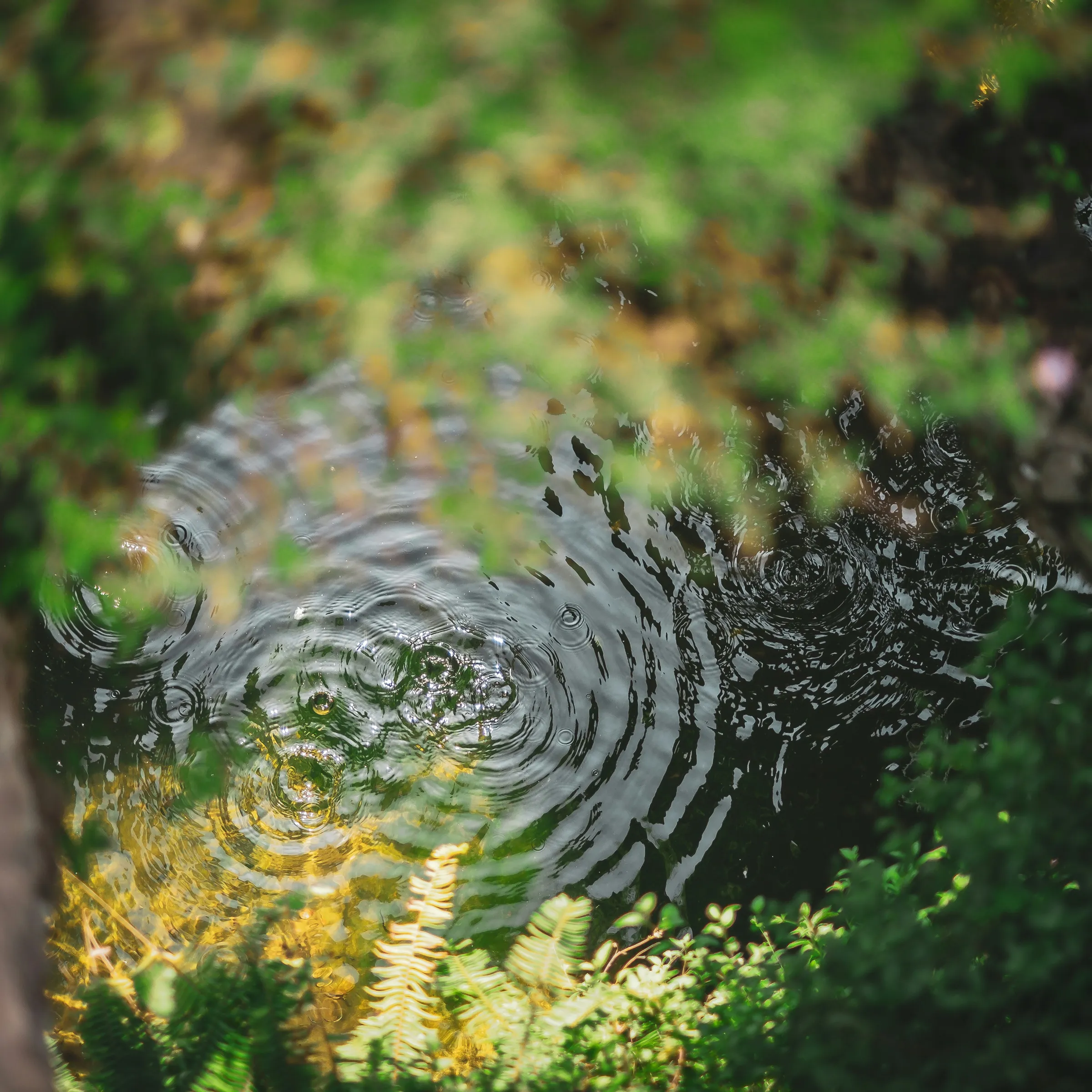 Rain rings on a clear pool of the river, ringed by ferns